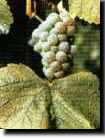 Silvaner